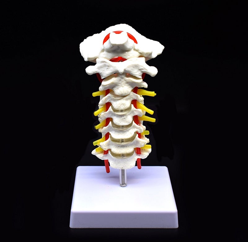 XINDAM Cervical Vertebra Arteria Spine Spinal Nerves Anatomical Model Anatomy for Science Classroom Study Display Teaching Medical Model - Image 1